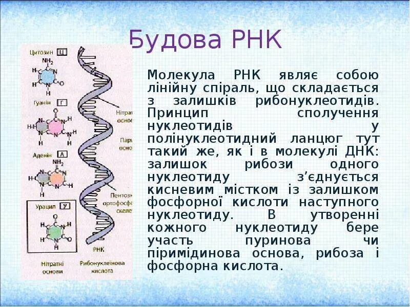 Молекула РНК. РНК расшифровка. Расшифруйте РНК. Самая большая молекула РНК.