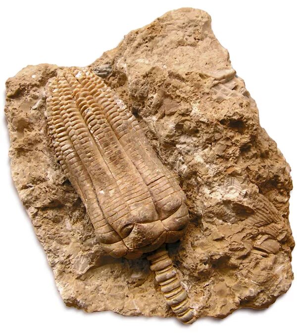 окаменелая морская лилия. древняя морская лилия окаменелость. морская лилия окаменелость. древние морские лилии криноидеи. древняя морская лилия окаменелость.