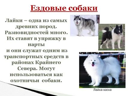 Лайка собака рассказ