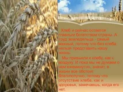 Сочинение в гостях у хлебороба