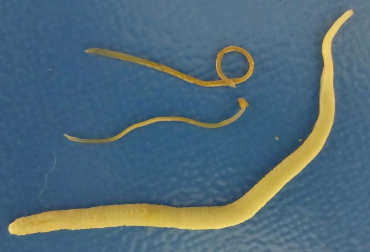 Бычий цепень аскарида острица ришта. Аскариды ленточные черви. Паразиты бычий цепень аскарида. Trichuris vulpis. Бычий цепень аскарида острица ришта.