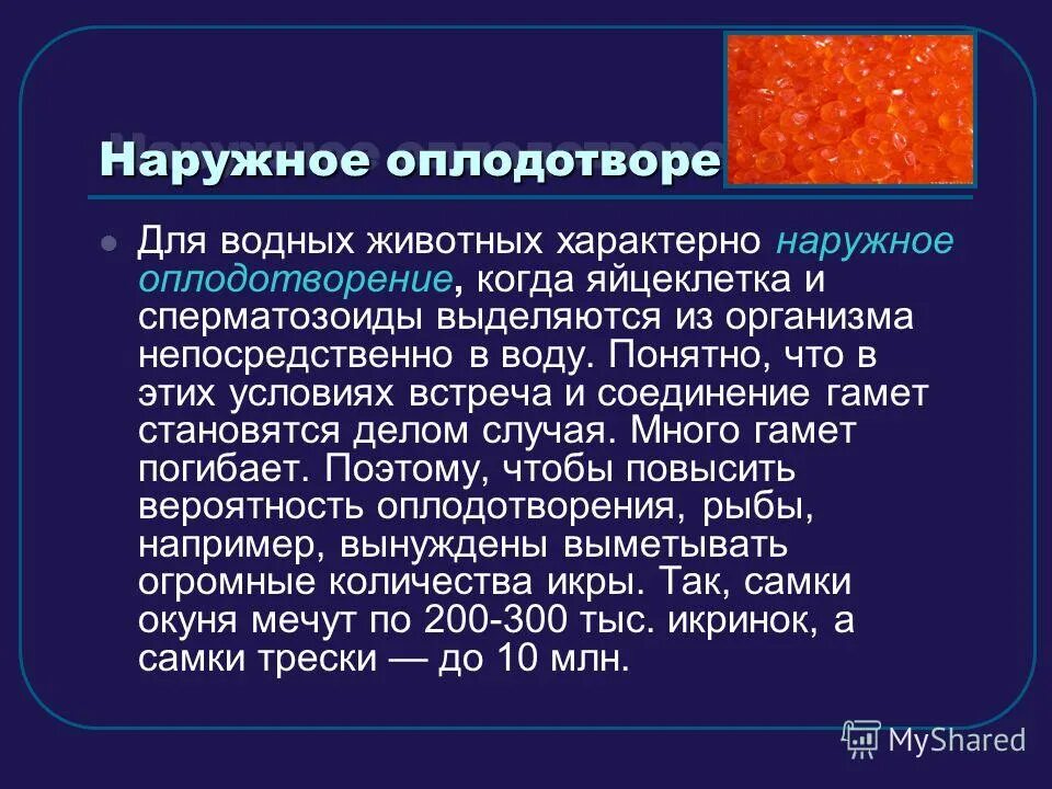 Что характерно для животных. Особенности животных как объектов селекции. Перечислите признаки характерные для животных. Что характерно для животных. Наружное оплодотворение характерно для.