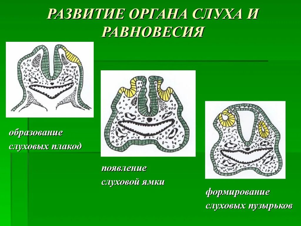 И контроля развития органов. Источники развития органа слуха и органа равновесия гистология. Развитие органа слуха. Эмбриональное развитие органа слуха. Развитие органа равновесия.