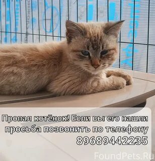 Потерялся котенок