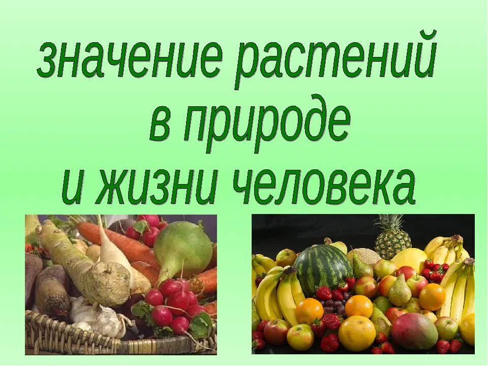 Биология 5 класс значение растений в природе. Значение растений в природе и жизни человека. Значение растений в жизни человека. Роль растений в природе и жизни человека. Роль растений в природе и жизни.