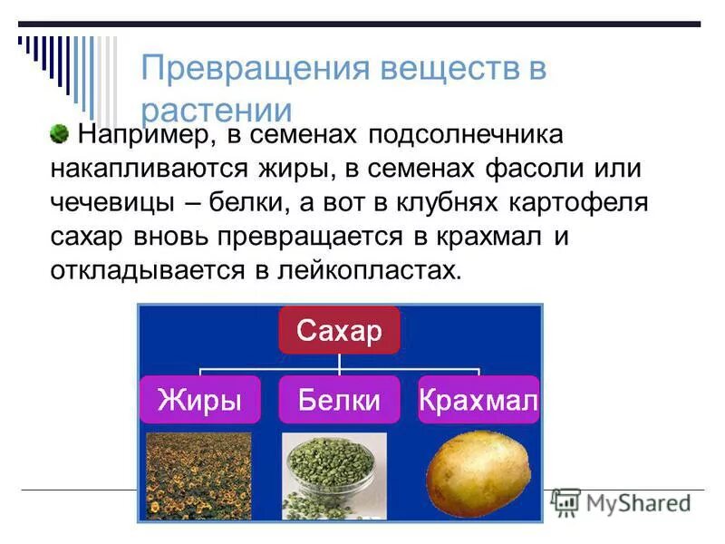 Углеводы растительного происхождения. Превращение веществ у растений. Трансформация органического вещества. Крахмал это жир. Крахмал соединение.