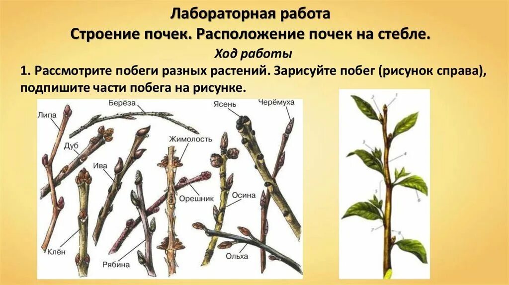 Определение местоположения почек на муляже 9 класс. Верххушечная -почки побегов. Расположение почек на побеге. Расположение почек на побеге берёзы. Расположение почек на стебле.