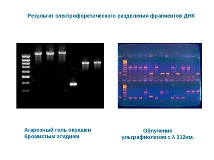 Днк известной длины