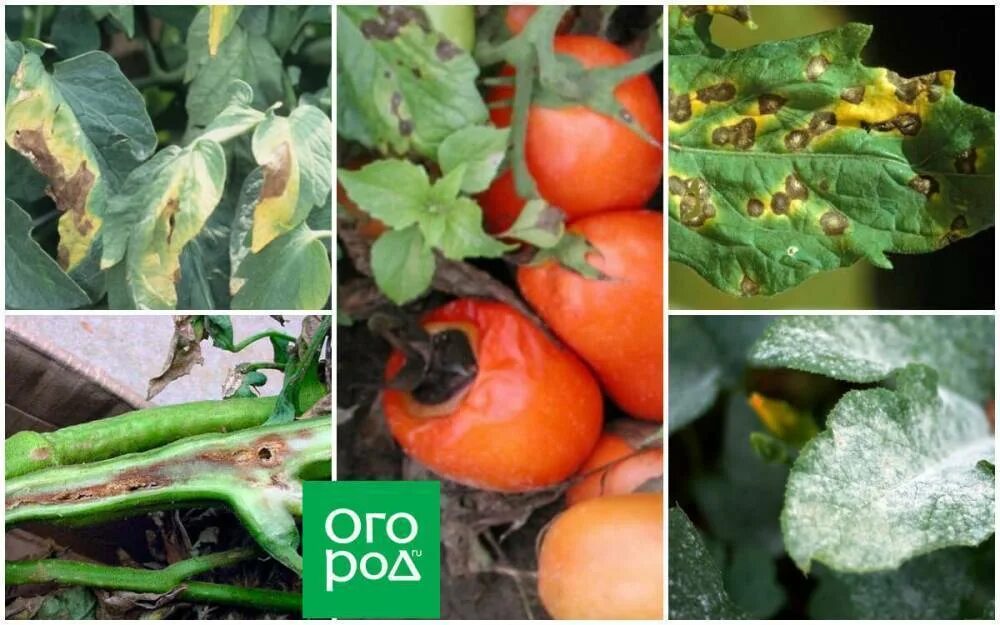 Болезнь томатов в теплице определить по листьям. Фитофтороз на помидорах. томаты гниль около плодоножки. тобезни томатов в теплице. болезни томатов в картинках.