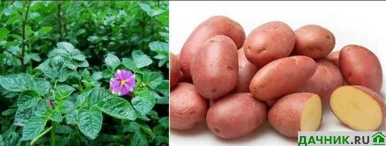 Беллароза картофель характеристика отзывы фото и описание Картофель семенной Беллароза РС-1, семена весовые сетка 10кг купить в интернет