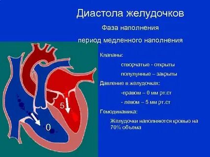 Полулунные клапаны закрыты створчатые клапаны закрыты
