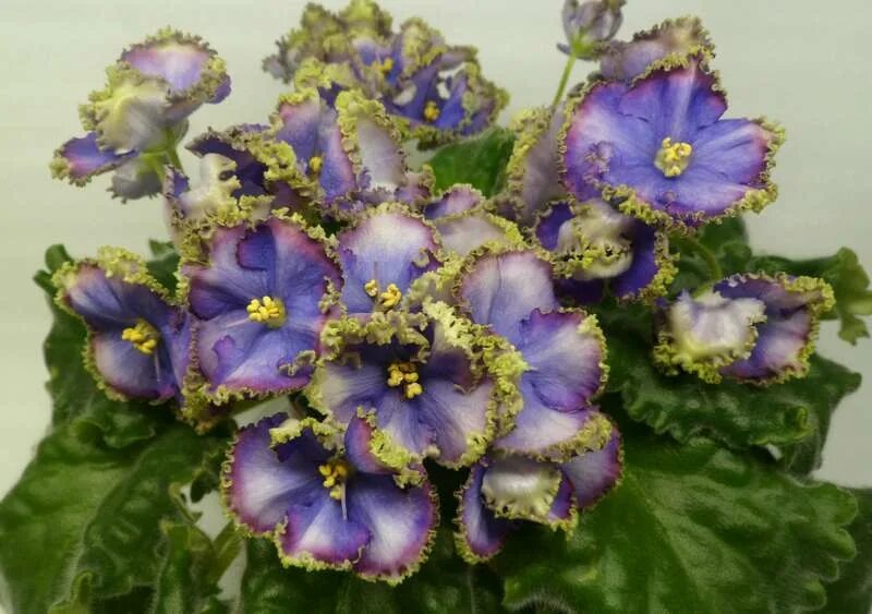 Фиалка изумрудный. Ле волшебник изумрудного города фиалка. Фиалка изумрудный. Ле волшебник изумрудного города фиалка. Фиалка ек изумрудные розы.