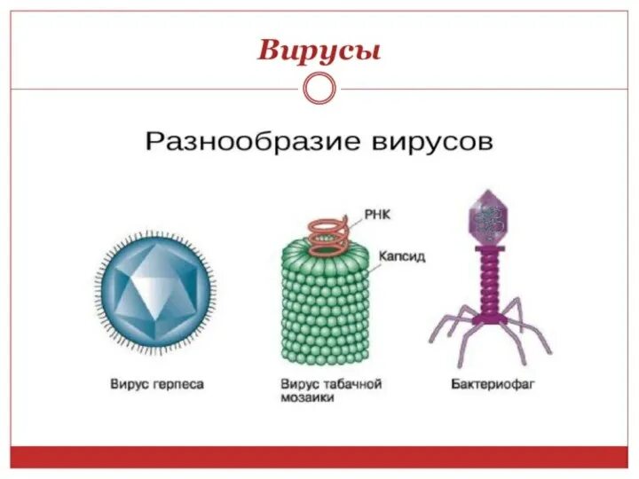 Тест по теме вирусы. Строение вируса биология 9 класс. строение вирусов биология 11 класс. строение вируса 5 класс. вирусы 5 класс биология.