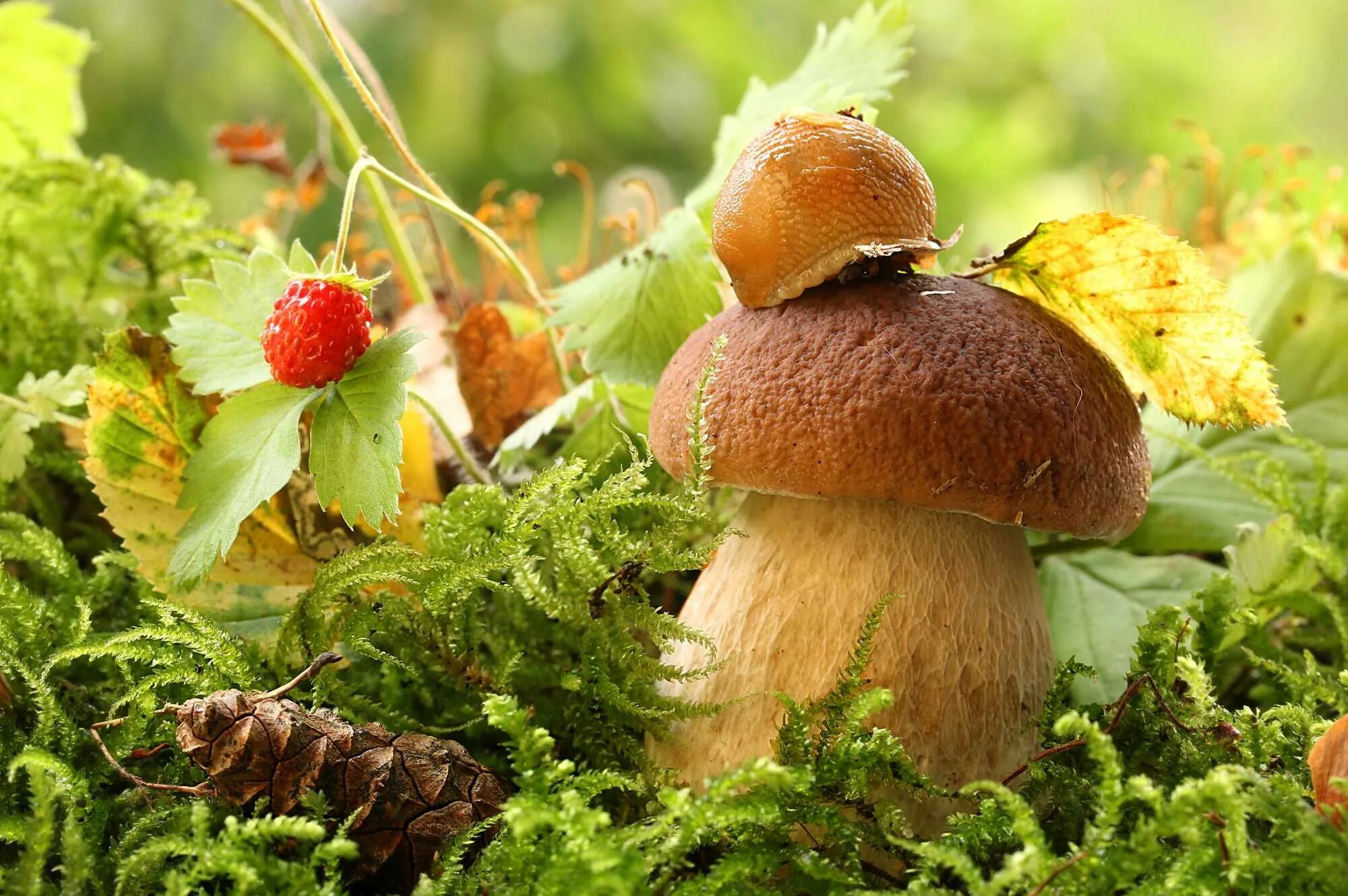 Хороша грибами время года. Карагодники грибы. Осенние грибы. Осень грибы. Грибы в осеннем лесу.