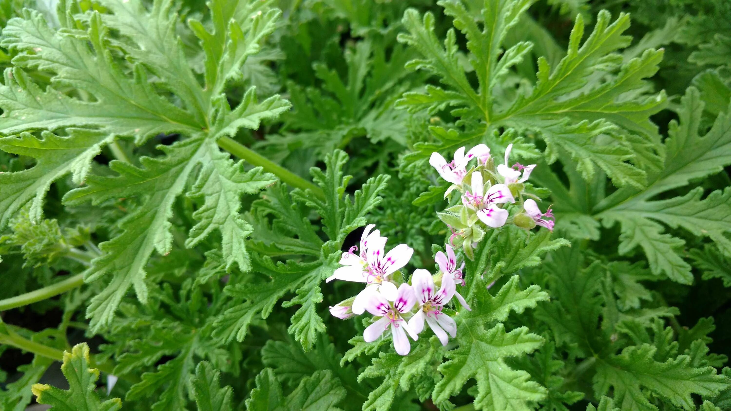 Пеларгония душистая (герань душистая). Пеларгония Citronella. Пеларгония душистая лимонная. Пеларгония ароматная герань душистая. Герань лимон