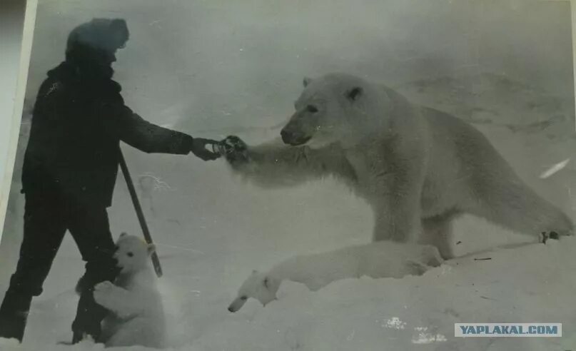 Нападение белого медведя. Белый медведь нападает на человека.