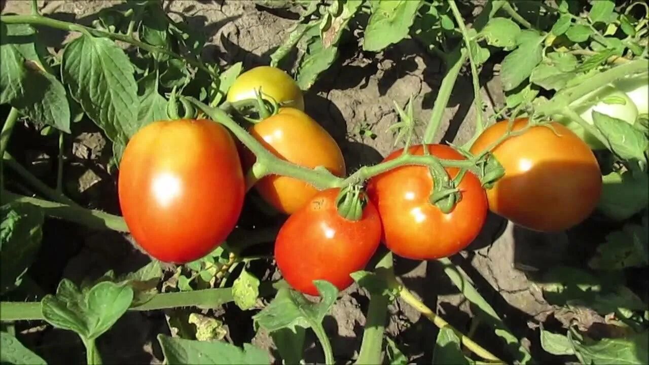 Томат новичок Делюкс. Сорт помидор лабрадор. Семена томат лабрадор. Томат лабрадор улучшенный.