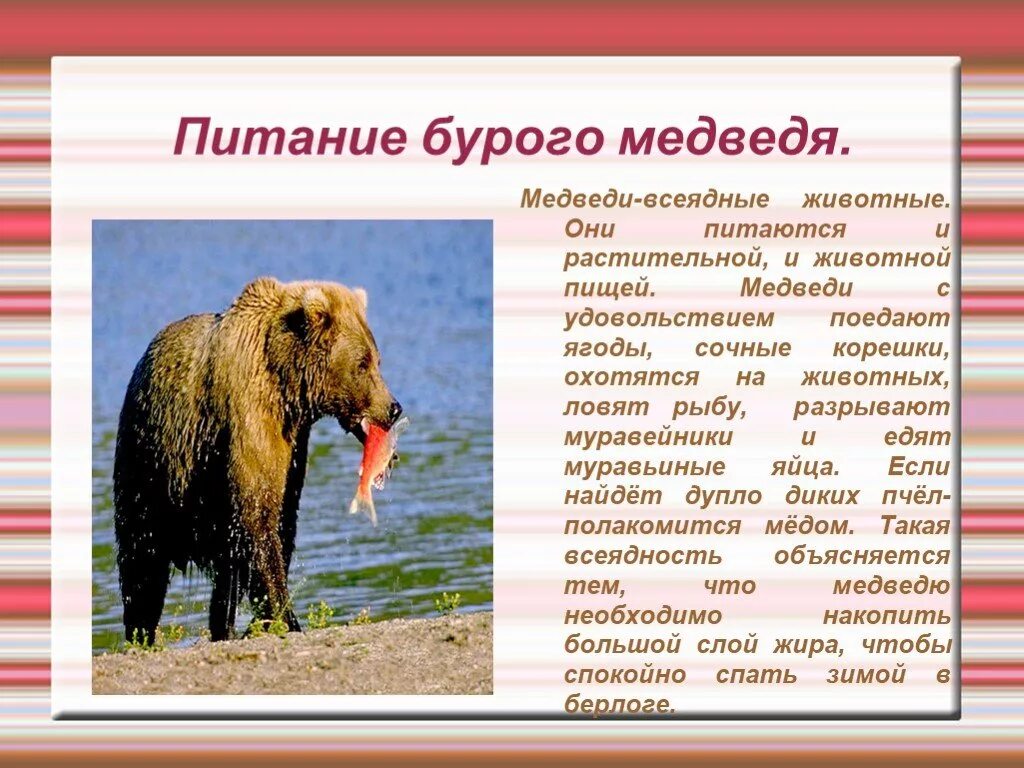 Описание жизни медведя. Тип питания медведя. Рассказ о белом медведе. Медведь питается личинками насекомых. Медведь для презентации.