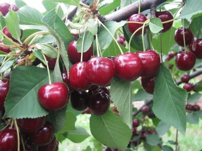 Какой сорт вишни выбрать. Черешня гигант ред (giant red). вишня эрди. лала стар сорт черешни. вишня сорта эрди.