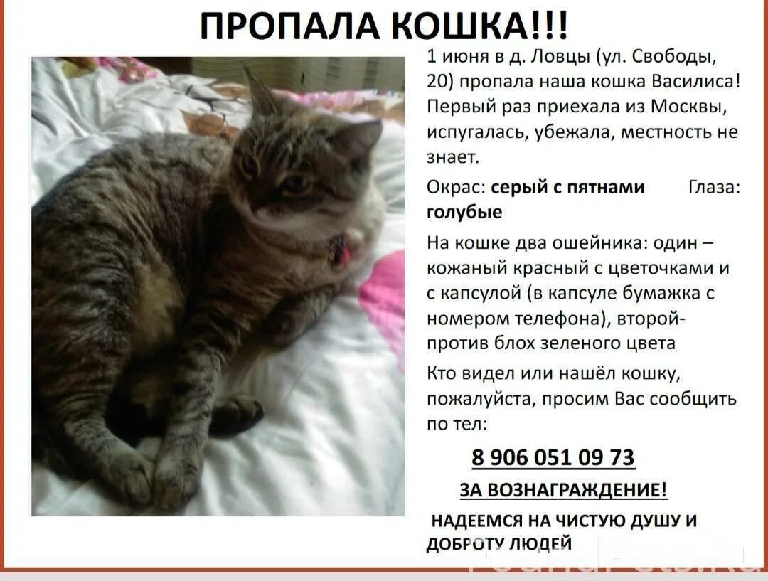 Потерялся кот