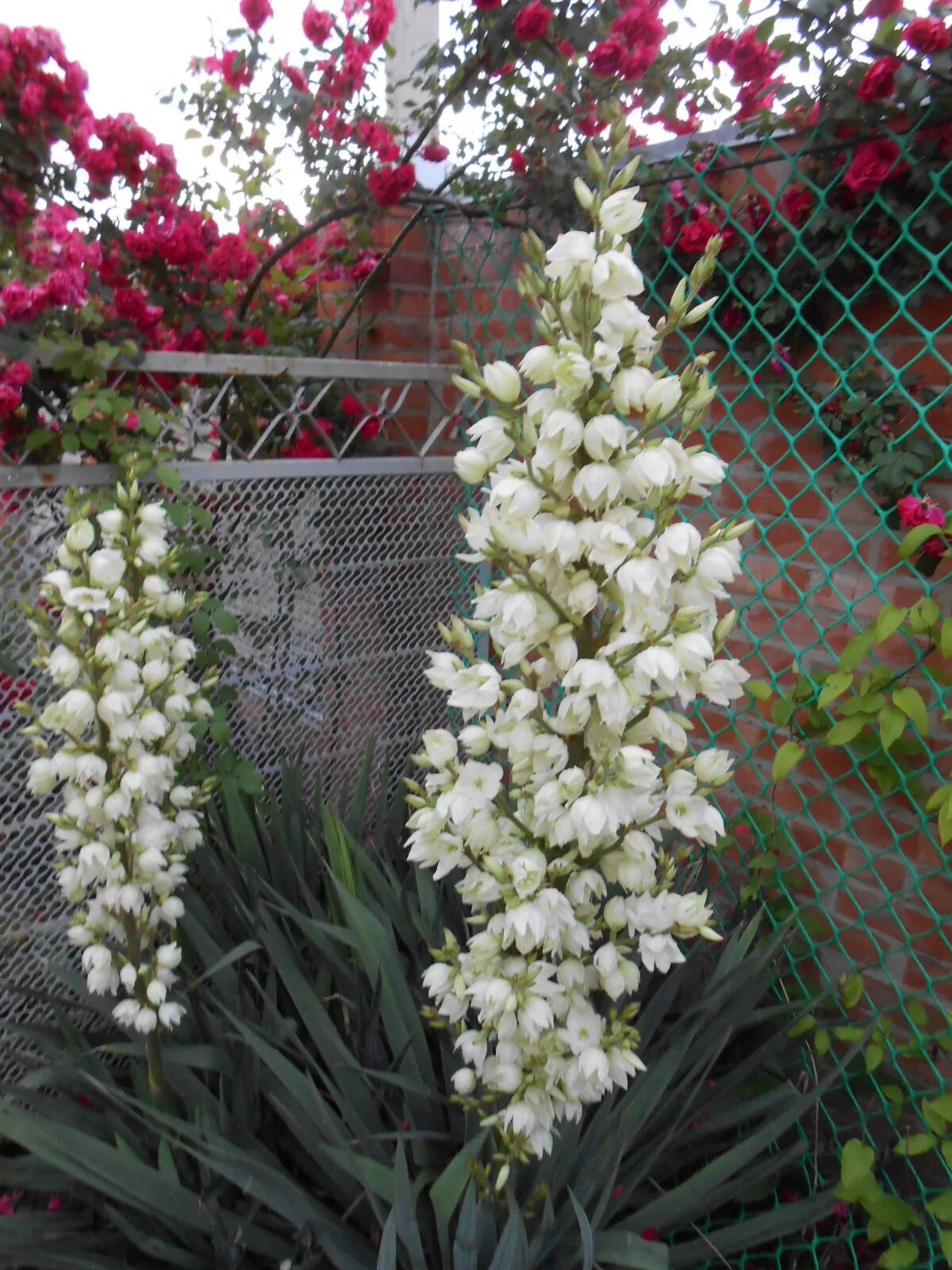 Садовые цветы юкка. Цветок Юкка нитчатая. Юкка нитчатая Садовая. Юкка нитчатая цветет. Садовая Юкка Юкка.