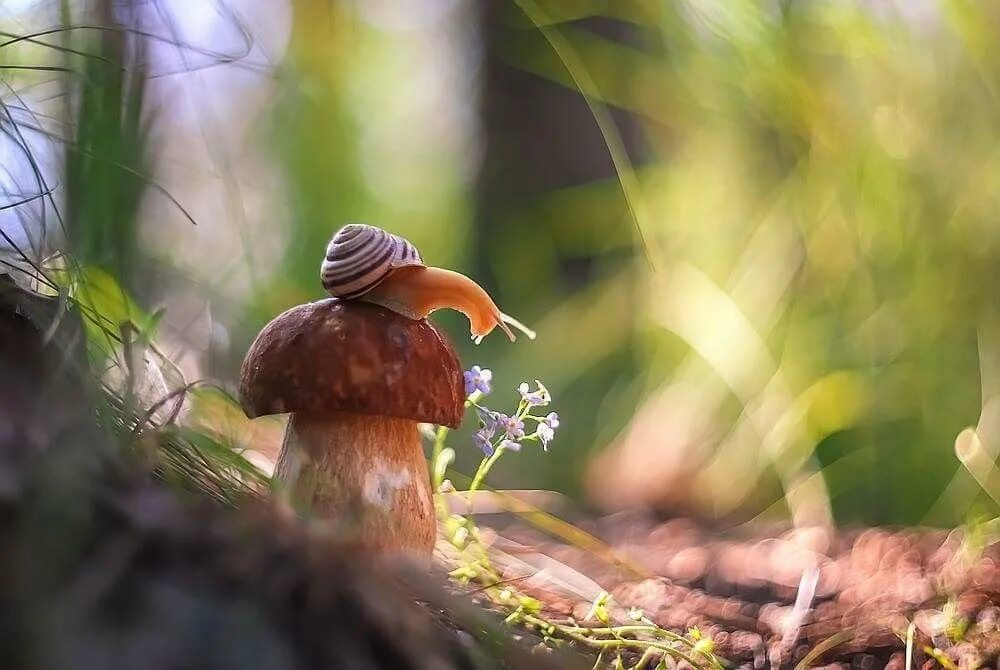 Боюсь есть грибы. Красивые грибы. Улитка на грибе. Грибы в лесу. Красивые улитки.