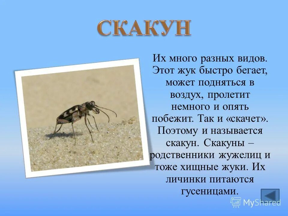 жужелица и майский жук. жук 2 класс. жук скакун. жук олень 2 класс окружающий мир. жук крестоед.