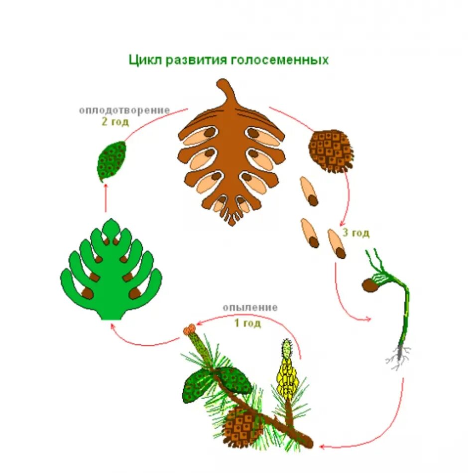 Где образуются пылинки у сосны. Процесс размножения голосеменных растений. Размножение голосеменных растений схема. Размножение голосеменных сосн. Цикл голосеменных схема.