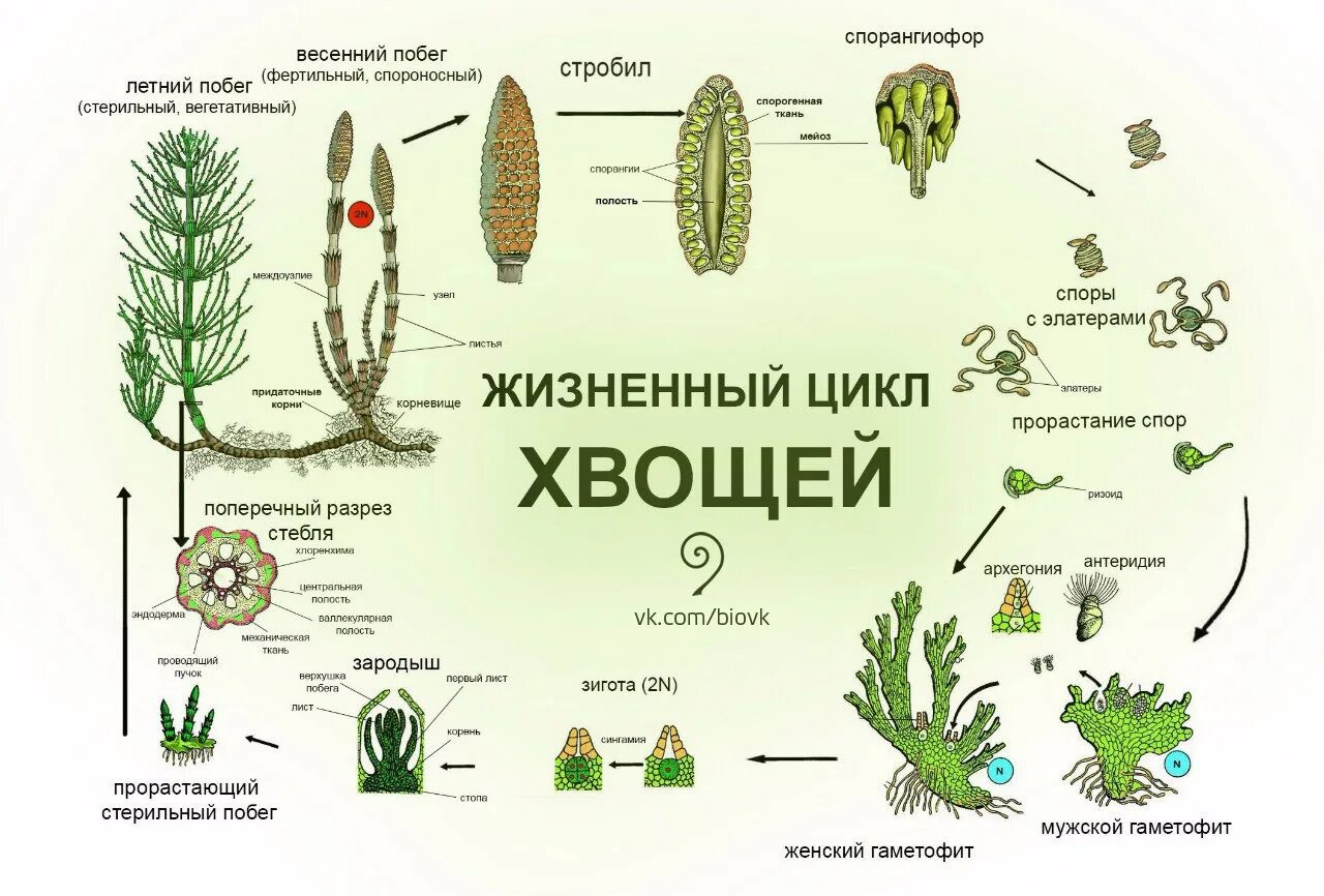 Спорофит мхов набор. Цикл развития плауна схема. Жизненный цикл хвоща. Цикл развития хвоща полевого. Размножение хвоща полевого схема.