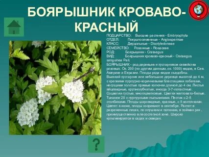 Двудольные лекарственные растения