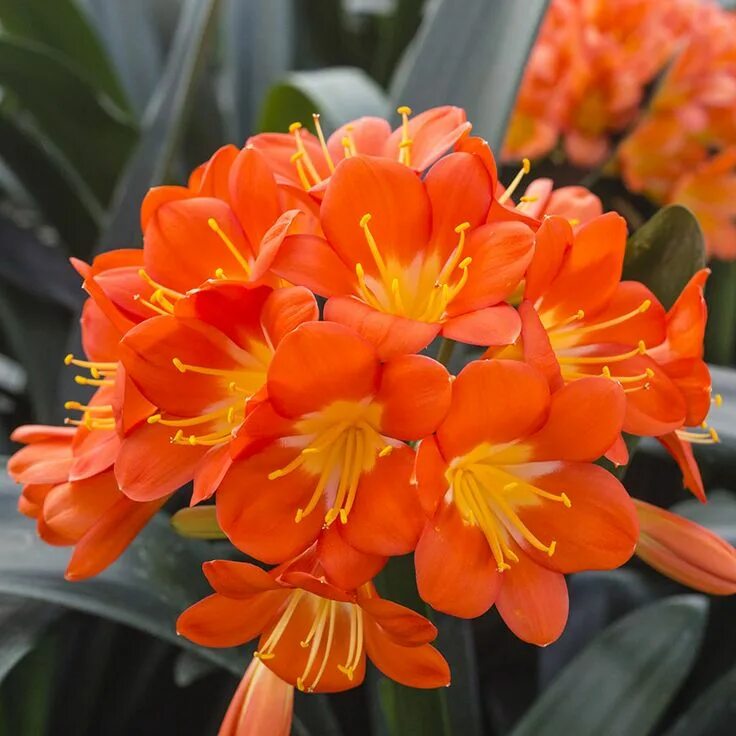 File:Clivia miniata HannesWilms 12.jpg - Wikimedia Commons