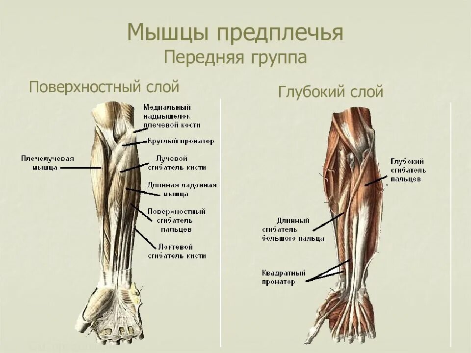 Мускулистая рука. Мышцы предплечья анатомия глубокие. Предплечее. Кости предплечья строение. Предплечее.
