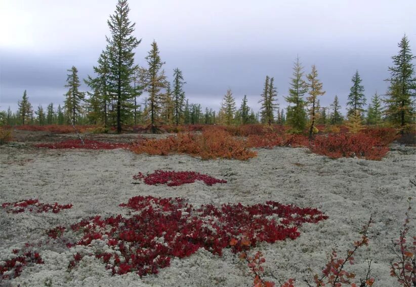 Plant north. Лесотундра Ямала. Тундра Ямала. Лиственница Сибирская в лесотундре. Большеземельская тундра.