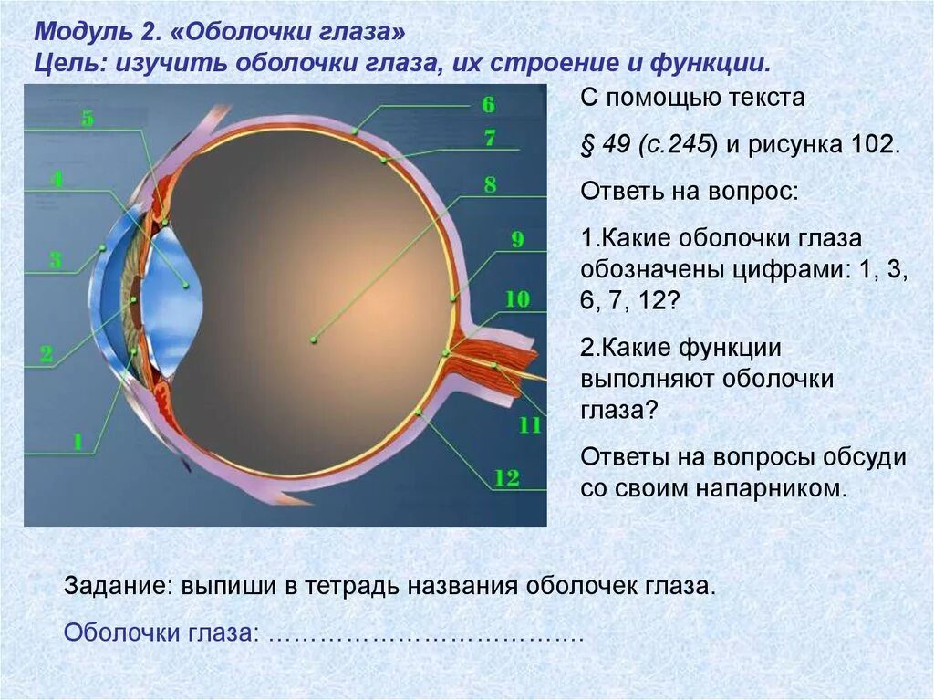 Оболочки глаза человека таблица. Зрительный анализатор строение и функции анатомия. Строение зрительного анализатора оболочки. Зрительный анализатор оболочки глаза глазное. Лабораторная работа 4 изучение строения и работы органа зрения.