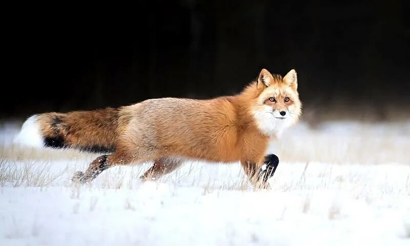 Лиса зимой и летом. Лисы меняют окраску?. Лиса зимой для дошкольников. Окрас лисы летом и зимой. Лиса меняет шубку.