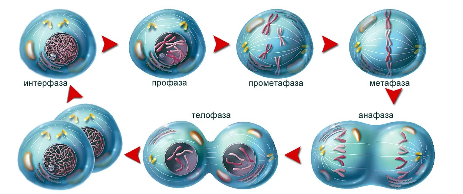 Таблица интерфаза профаза метафаза. Интерфаза профаза. интерфаза метафаза. интерфаза профаза метафаза анафаза телофаза таблица. профаза прометафаза метафаза.
