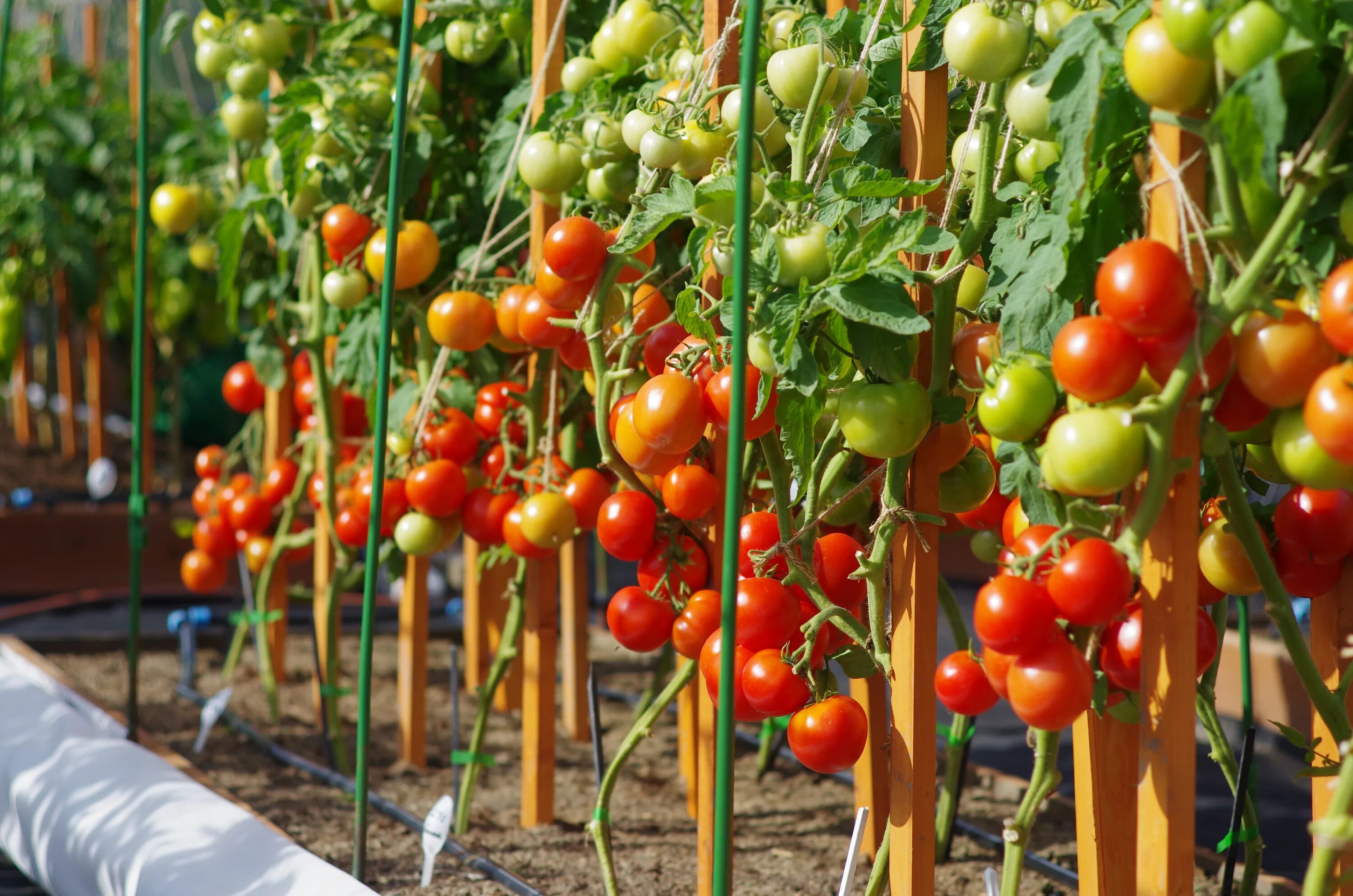 Томат Софа: описание и характеристика, ОТЗЫВЫ (4), фото tomatland.ru