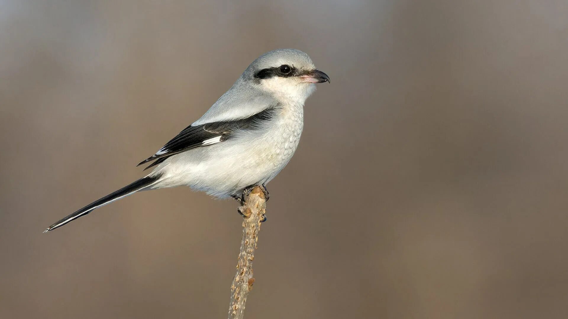 Дубонос coccothraustes coccothraustes. Птица белая полоса на хвосте. Серый сорокопут. Маленькая белая птичка. Серый сорокопут птица.