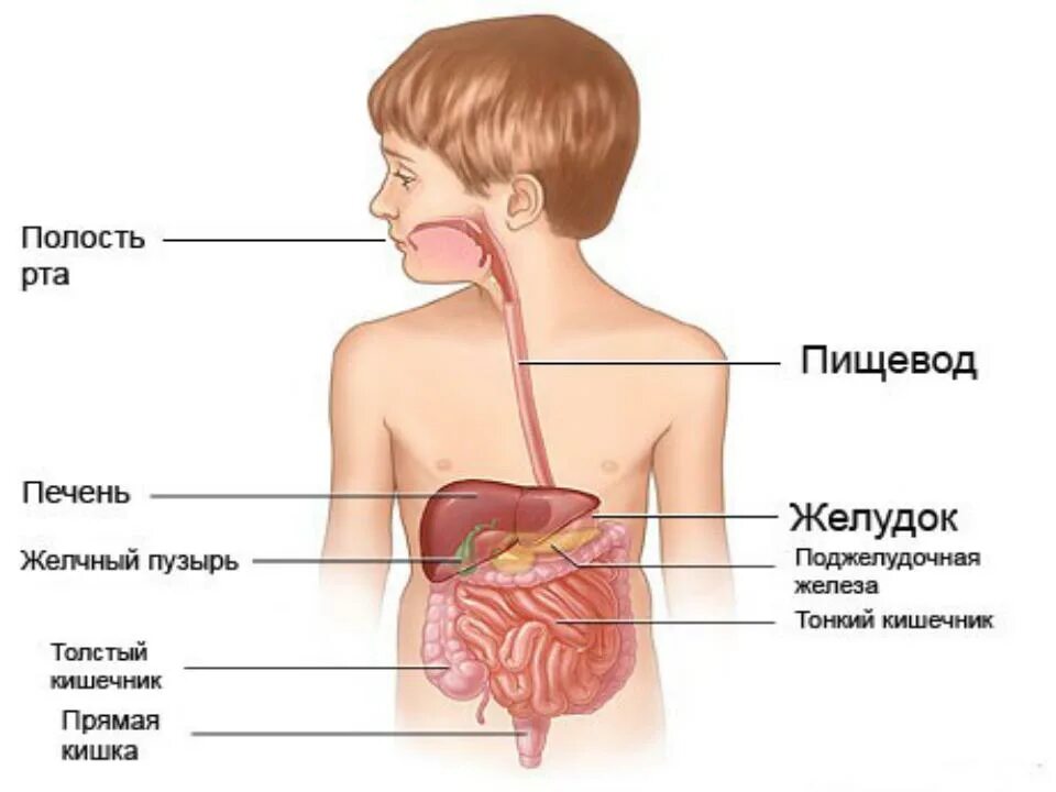 Пищевод у новорожденного