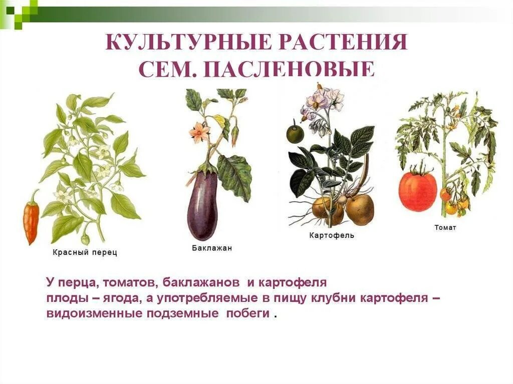 Пасленовые овощи это. Семейство Пасленовые представители. Растения семейства пасленовых. Культурные представители семейства Пасленовые. Семейство пасленовых список продуктов.