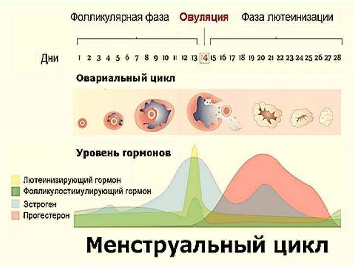 Почему во время месячных появляется