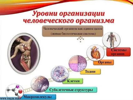 Организация человеческой жизни