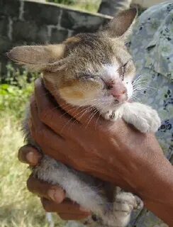 Қожайын құлдың бетінен ұрады