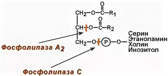 перевариваются белки и жиры. схема переваривания и всасывания белков в желудочно кишечном тракте. белки перевариваются в желудке. перевариваются белки и жиры. всасывание жиров схема.