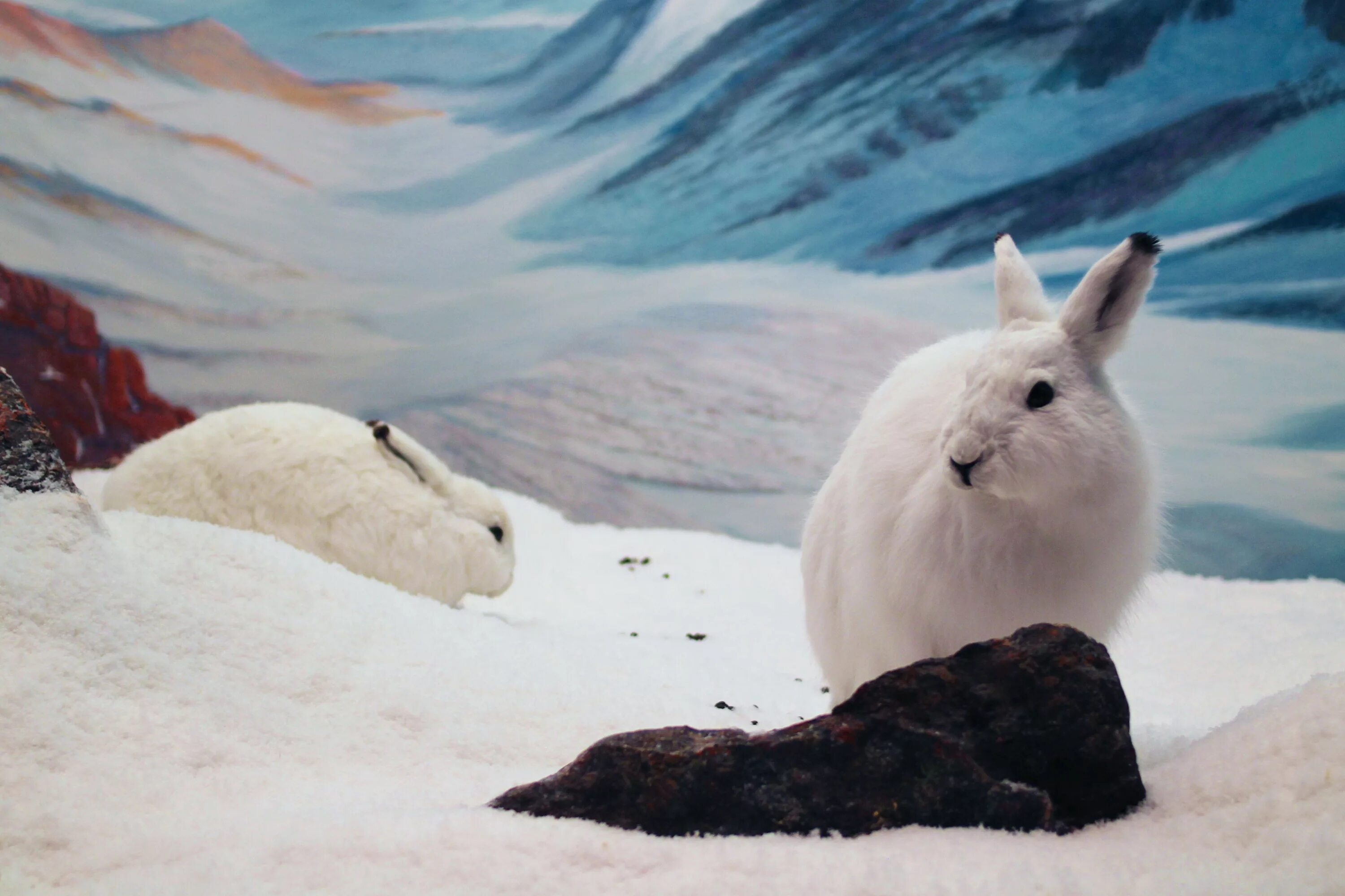 Арктический беляк полярный заяц. Северный заяц беляк. Животные севера заяц беляк. Полярный заяц. Арктический беляк в арктике.