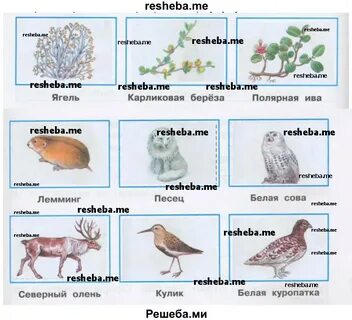Рабочий лист окружающий мир 4 класс тундра