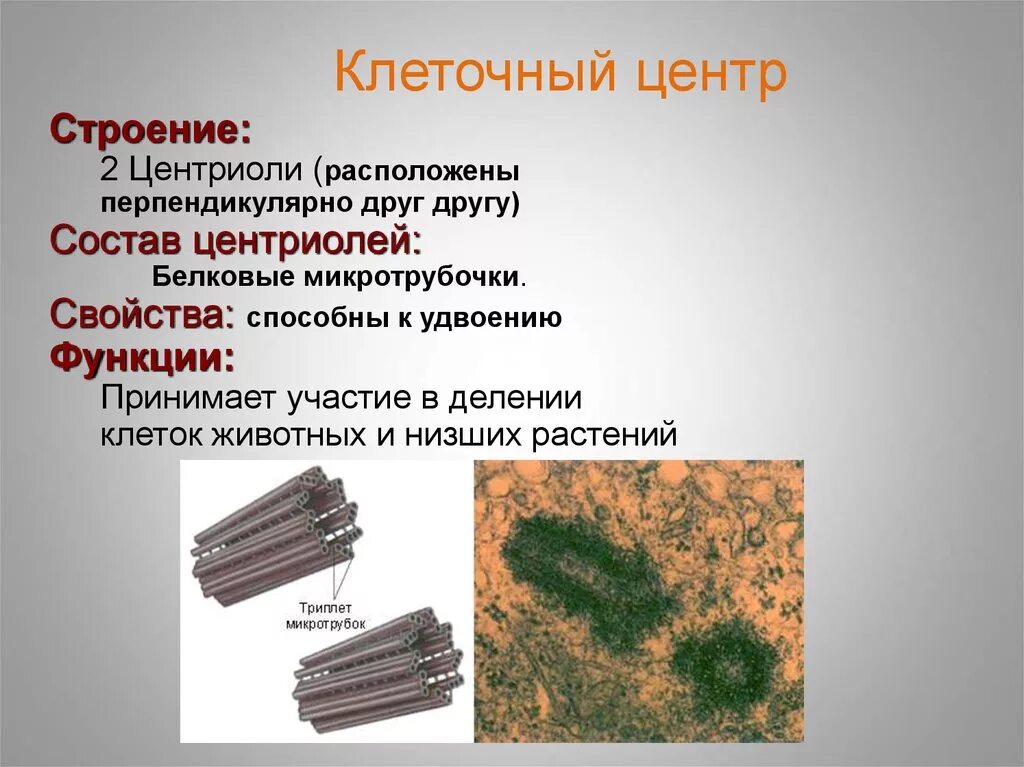 Клеточный центр отсутствует. Центриоль и микротрубочки клеточного центра. Строение центриолей клеточного центра. Центриоли функции. Центриоли строение и функции таблица 10 класс.