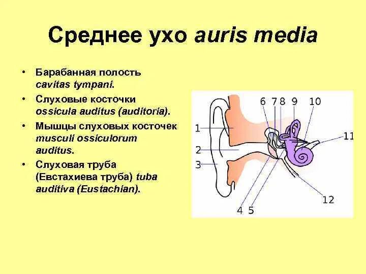 Слуховой латынь. Среднее ухо латынь. Слуховые косточки. Слуховые косточки среднего уха.