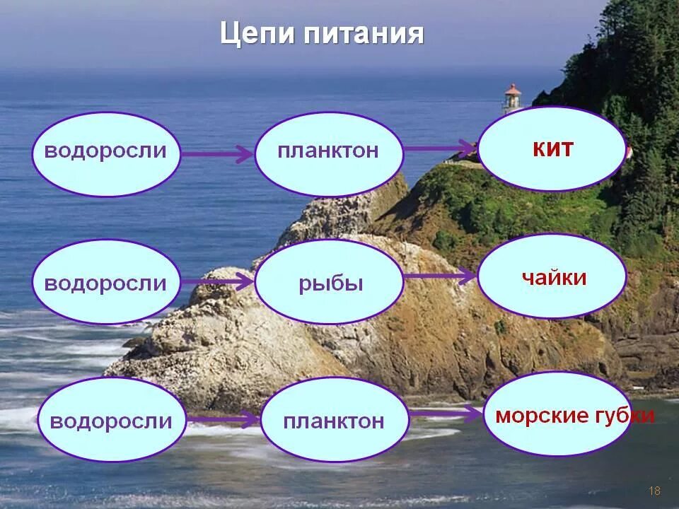 Цепь питания у черного моря. Цепочка питания в черном море. Цепь питания у черного моря 4 класс окружающий мир. Схема питания черного моря. Цепь питания моря 5 класс биология