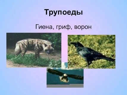 Трупоеды